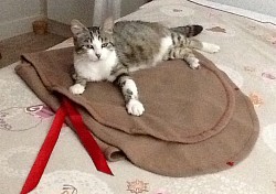 Églantine